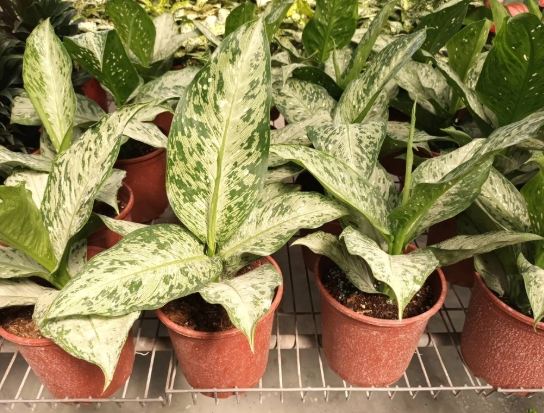 萬年青施肥方法