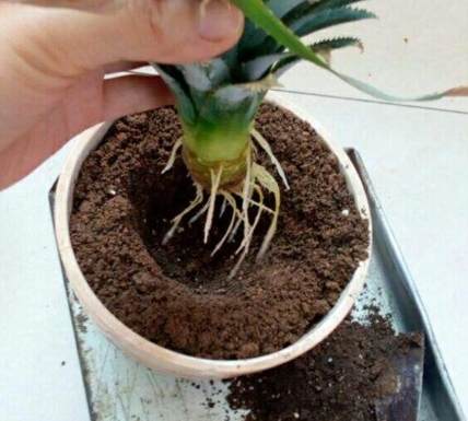 植物土壤配方 植物土壤配方