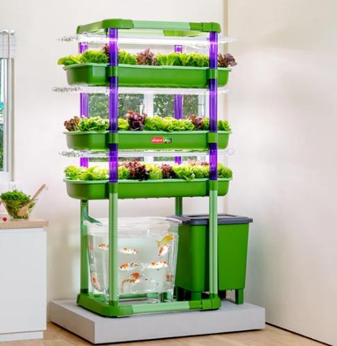 魚菜共生系統維護