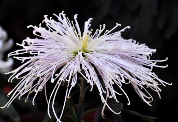 菊花景点 菊花景点