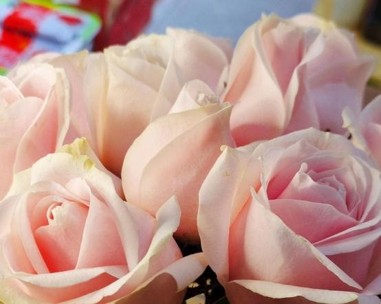 玫瑰葉子變黃原因 玫瑰葉子變黃原因