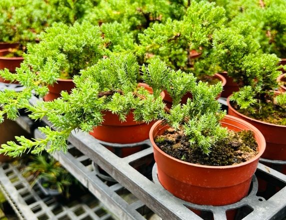 珍珠柏施肥方法 珍珠柏施肥方法