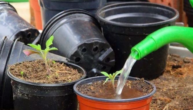 居家种菜 居家种菜