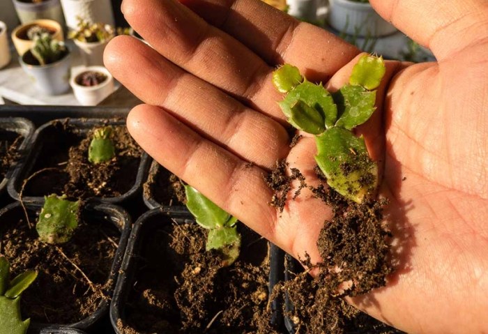 仙人掌救活方法 仙人掌救活方法