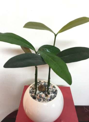 福木種子發芽 福木種子發芽