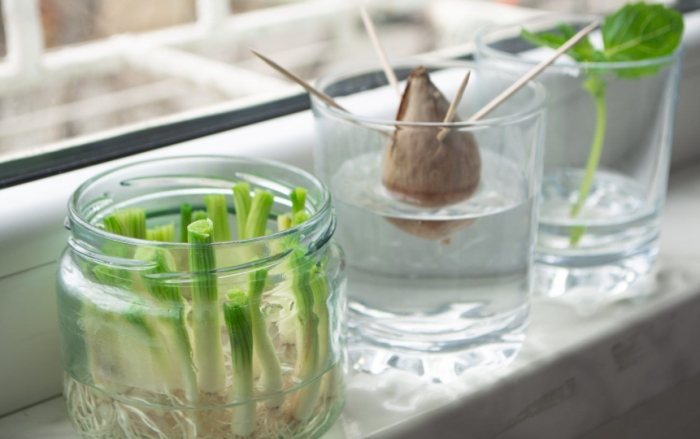 低維護蔬菜推薦 低維護蔬菜推薦