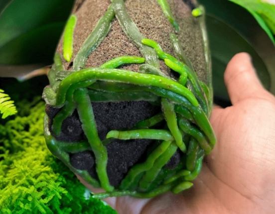 貓咪品種介紹 貓咪品種介紹