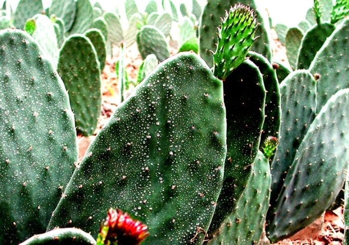 室內仙人掌養護 室內仙人掌養護