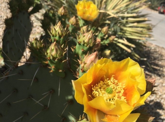 仙人掌長得快的方法 仙人掌長得快的方法