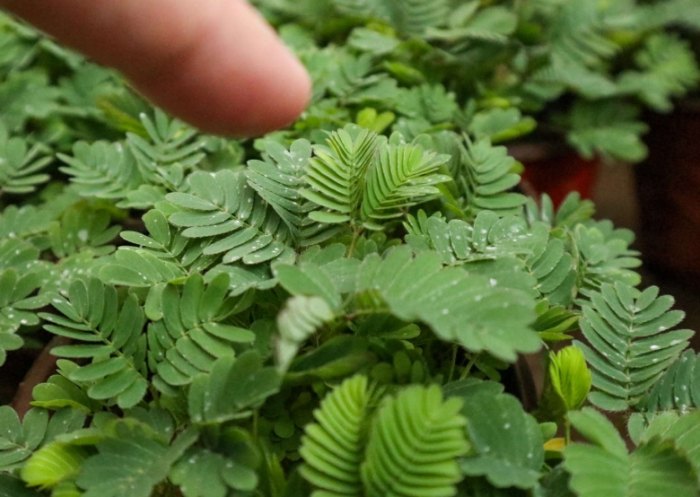 貓誤食含羞草 貓誤食含羞草