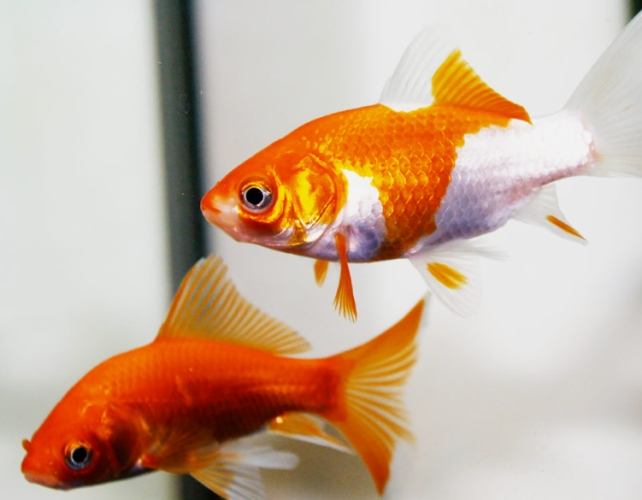 金魚品種推薦 金魚品種推薦