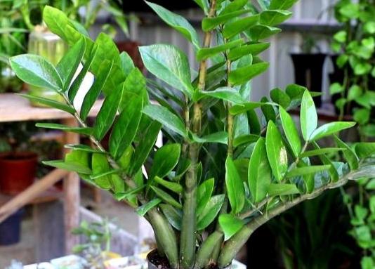 金钱树毒性 金钱树毒性