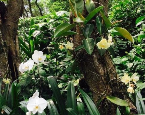 巴西里種植方法 巴西里種植方法