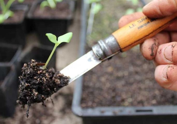 盆栽換土方法 盆栽換土方法