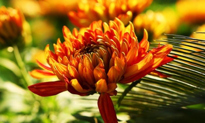 菊花栽培技巧 菊花栽培技巧