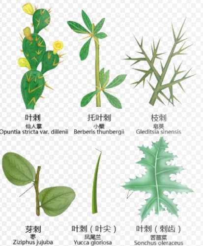 禾本科植物圖鑑 禾本科植物圖鑑