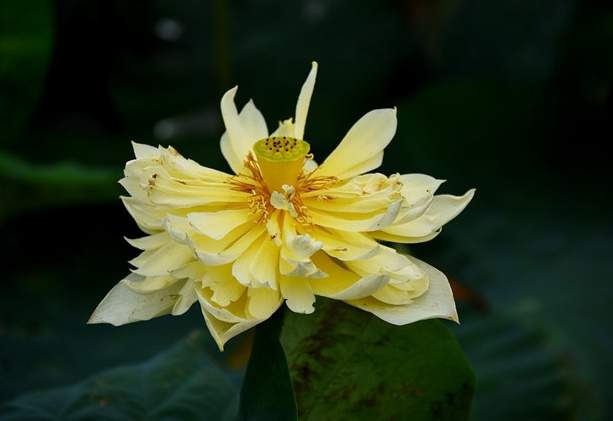 金蓮荷花品種 金蓮荷花品種