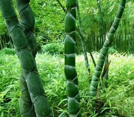 竹子種植問題 竹子種植問題