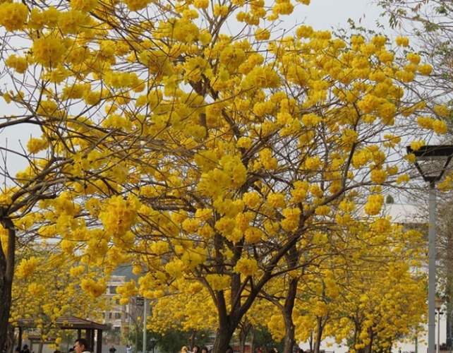 開花樹推薦 開花樹推薦