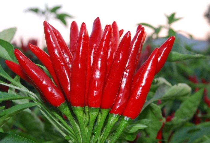 辣椒施肥技巧 辣椒施肥技巧