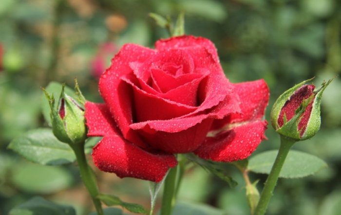 玫瑰黑斑病 玫瑰黑斑病