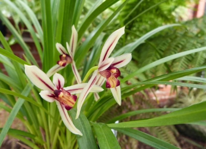 延長蘭花開花時間