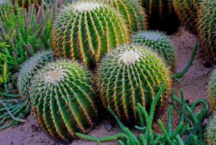 仙人掌多久澆水一次 仙人掌多久澆水一次