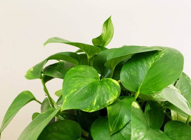 室內植物照顧 室內植物照顧