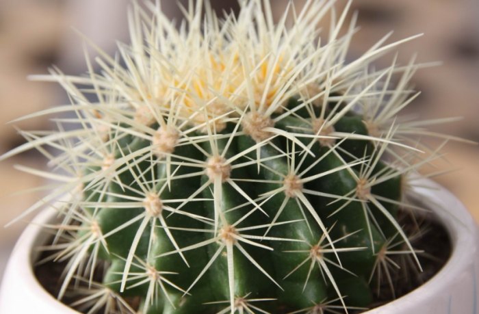 仙人掌栽培 仙人掌栽培