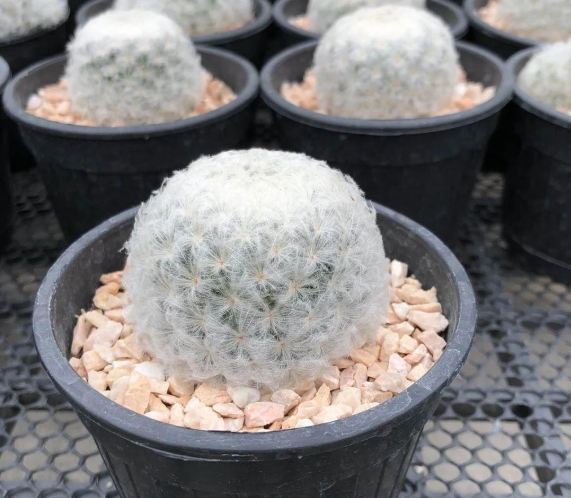 白星仙人掌開花條件 白星仙人掌開花條件