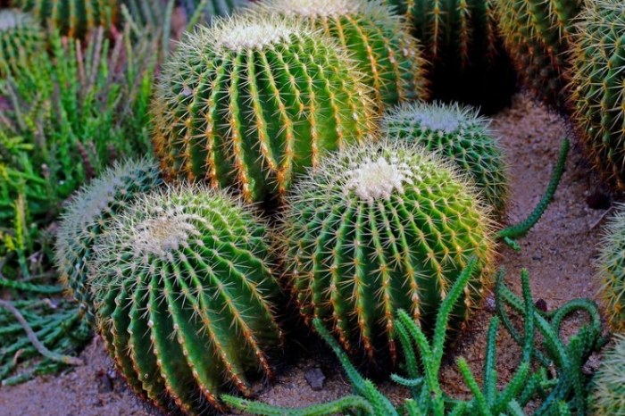 仙人掌肥料 仙人掌肥料