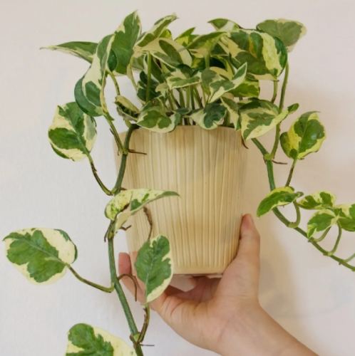 黃金葛養護方法 黃金葛養護方法