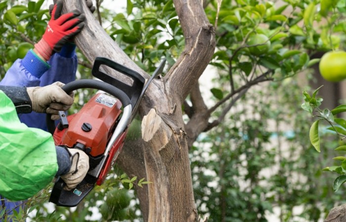 正确树木修剪方法 正确树木修剪方法