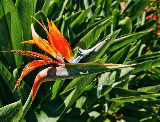 天堂鳥養護技巧