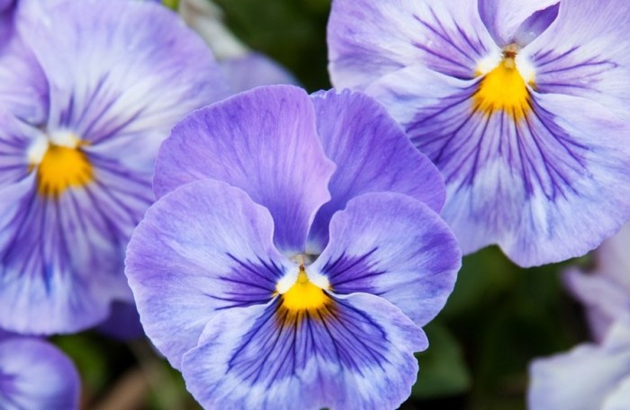 四季開花植物 四季開花植物