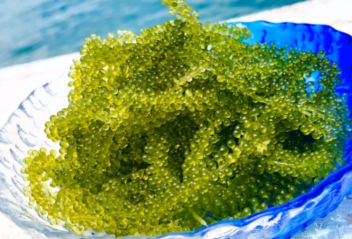 海葡萄採收體驗 海葡萄採收體驗