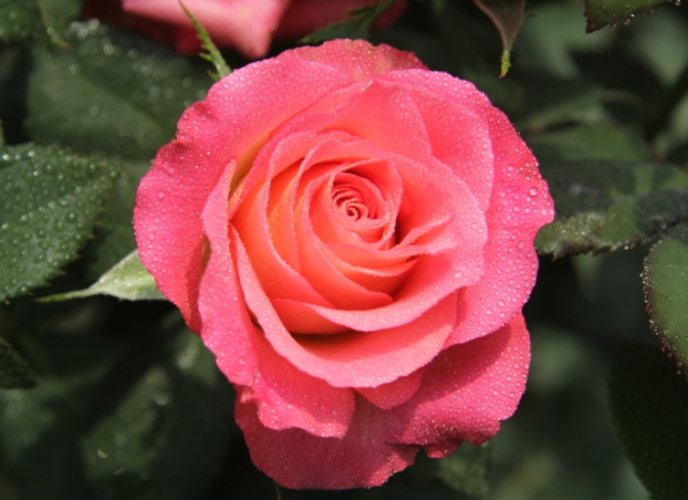 玫瑰葉子黃斑 玫瑰葉子黃斑