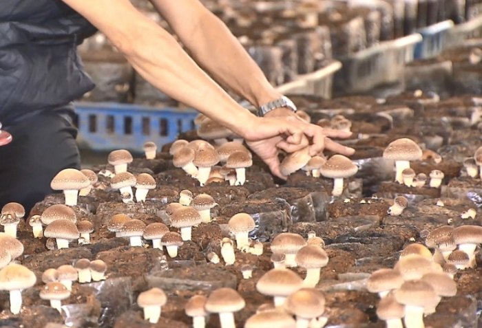 大陸香菇入境台灣