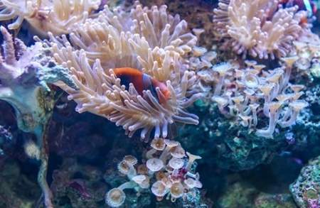 沖繩珊瑚 台灣 海關