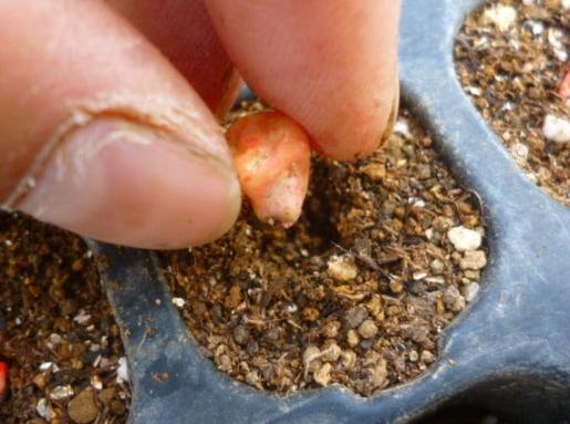 播種法技巧 播種法技巧