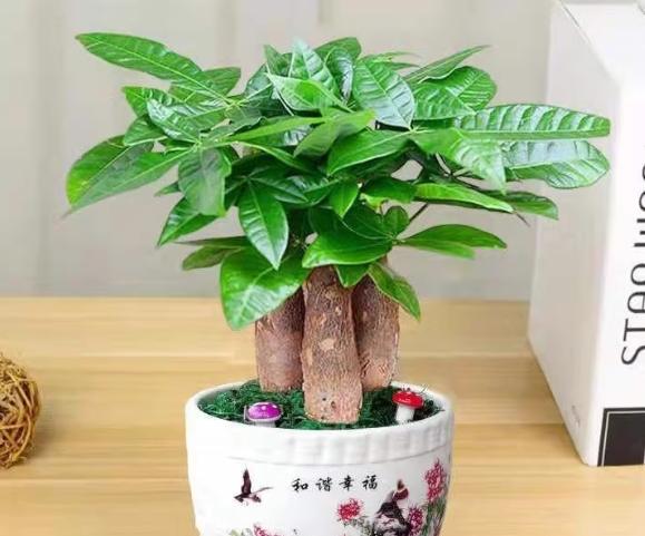 招财树风水