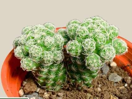 銀手指徒長原因