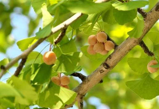 銀杏樹栽培技巧