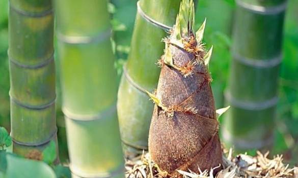 竹子種植問題 竹子種植問題