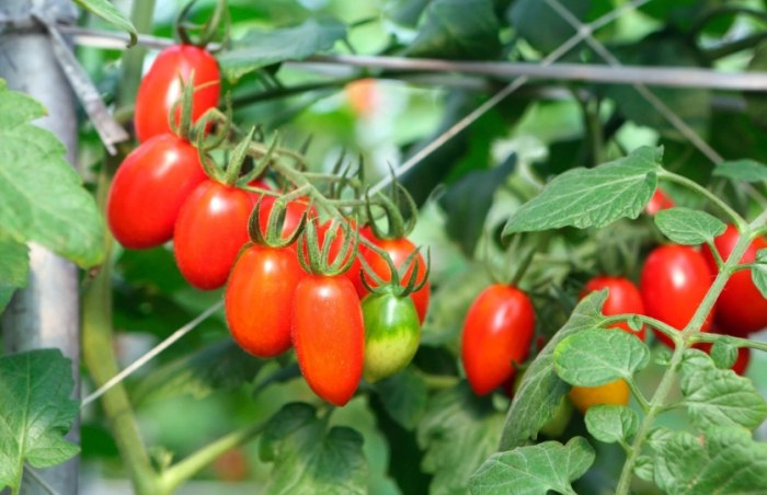 番茄不開花原因
