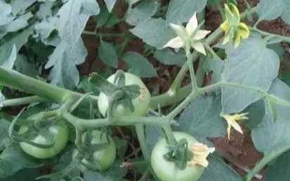 植物生長調節劑