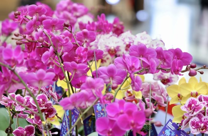 蘭花養護技巧 蘭花養護技巧