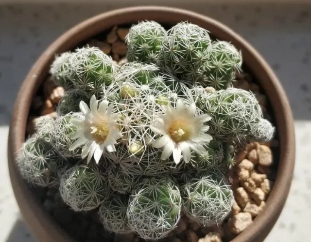 多肉植物開花 多肉植物開花