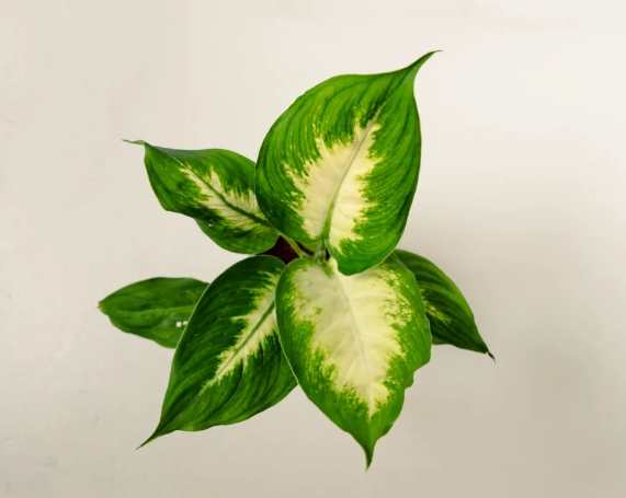 白玉黛粉葉種植 白玉黛粉葉種植