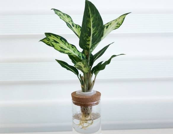 萬年青養護方法